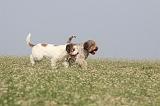 LAGOTTO 058